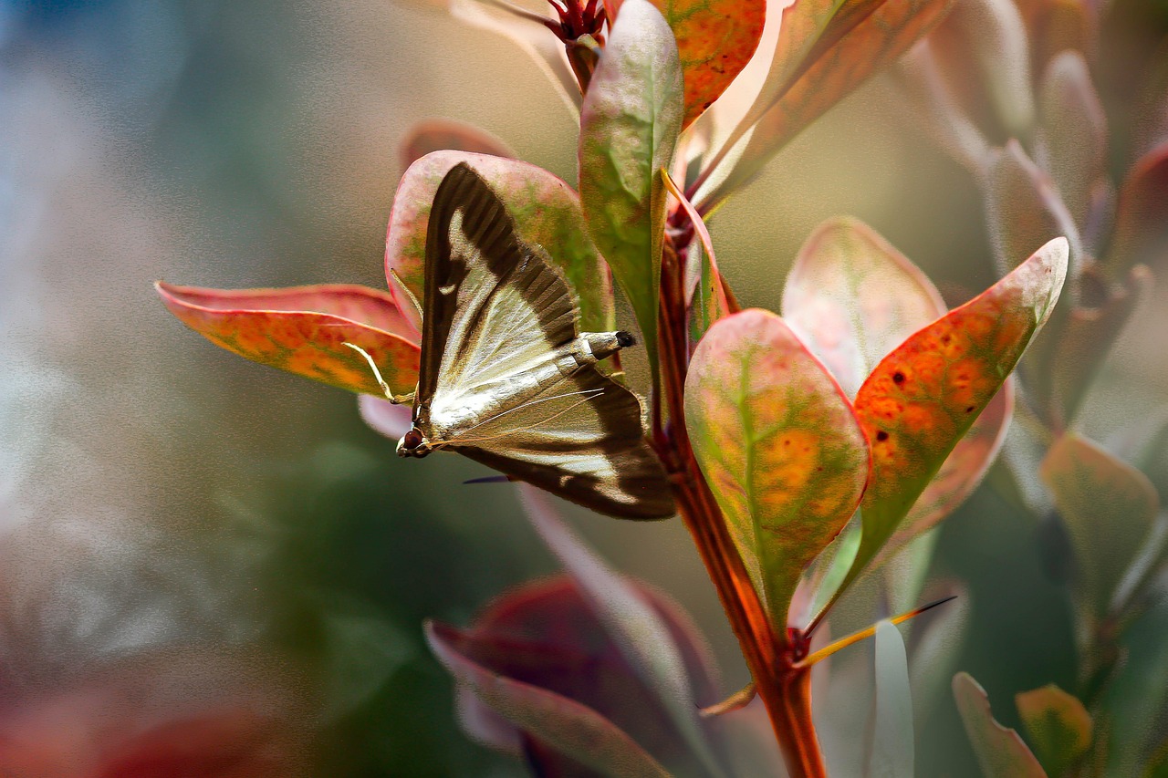 Vlinder bezoekt nectar-rijke planten in tuin. Vlinder bezoekt nectar-rijke planten in tuin.