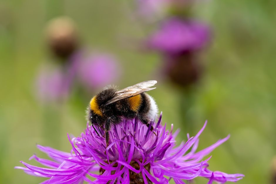 Bij-vriendelijke bloemen in een zomertuin. Bij-vriendelijke bloemen in een zomertuin.