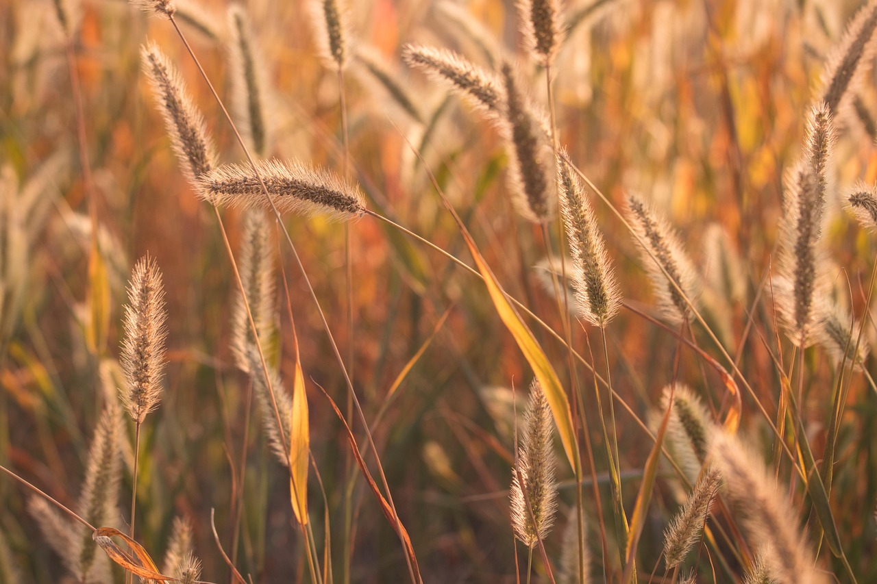 Vergelijking beste Nederlandse tuinposter websites