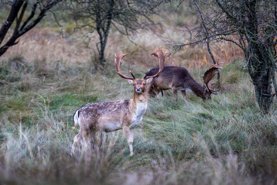 Reeën schilderij met gouden herfsttinten. Reeën schilderij met gouden herfsttinten.