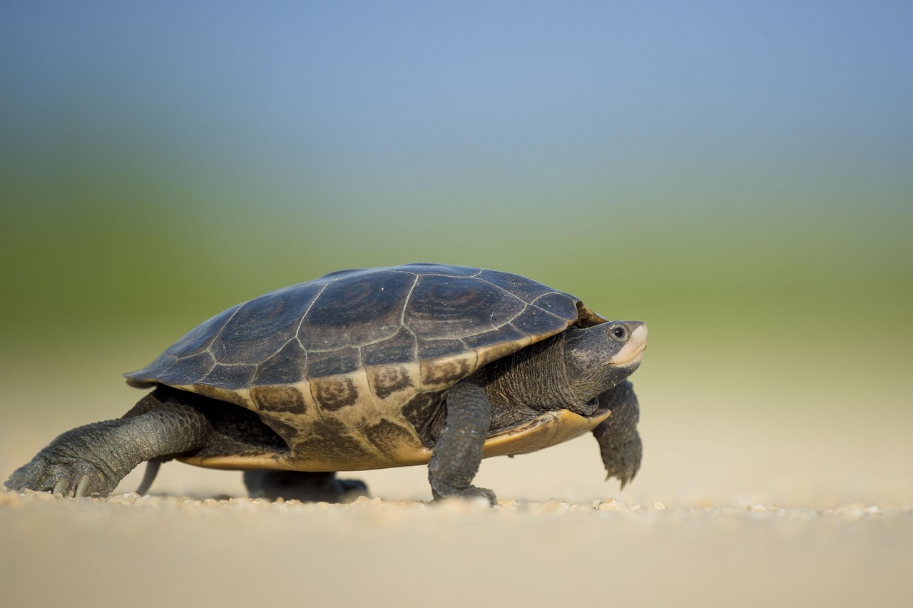 Herfstige schildpad kunstwerken aan de muur. Herfstige schildpad kunstwerken aan de muur.