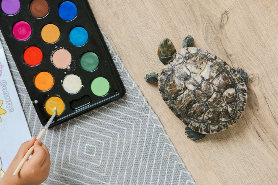 Verschillende stijlen van schildpad schilderijen. Verschillende stijlen van schildpad schilderijen.