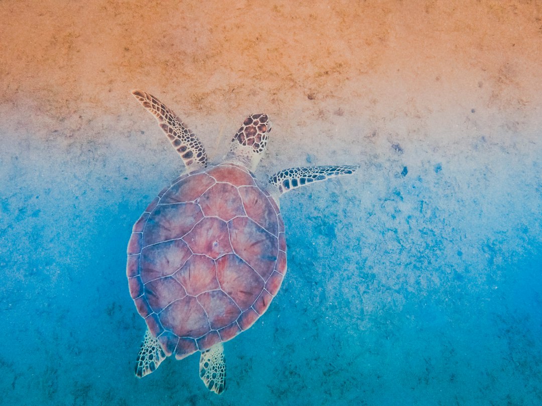 Schildpad schilderijen met warme herfsttinten. Schildpad schilderijen met warme herfsttinten.