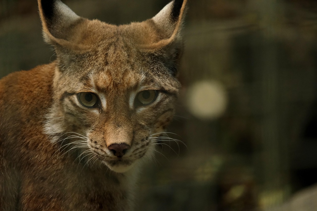 Lynx kunstwerk als opvallend herfstdecor. Lynx kunstwerk als opvallend herfstdecor.
