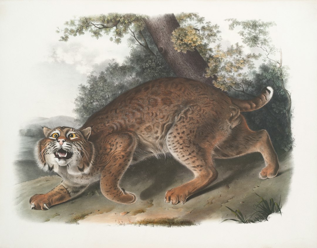 Lynx schilderij met warme herfsttinten. Lynx schilderij met warme herfsttinten.